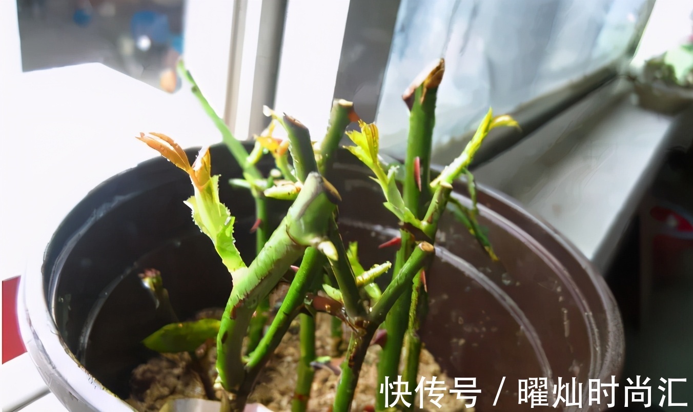 阿司匹林养花诀窍：磨碎、兑水，控制住浓度和使用次数