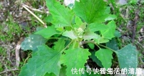 清热解毒|农村田间喂猪的野菜 能清热解毒 防贫血除口臭