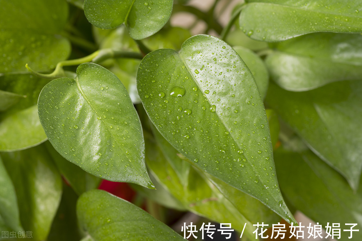 娟子|喜欢下雨天的 8种花，下雨扔外面，越淋雨生长越旺盛，开花越多