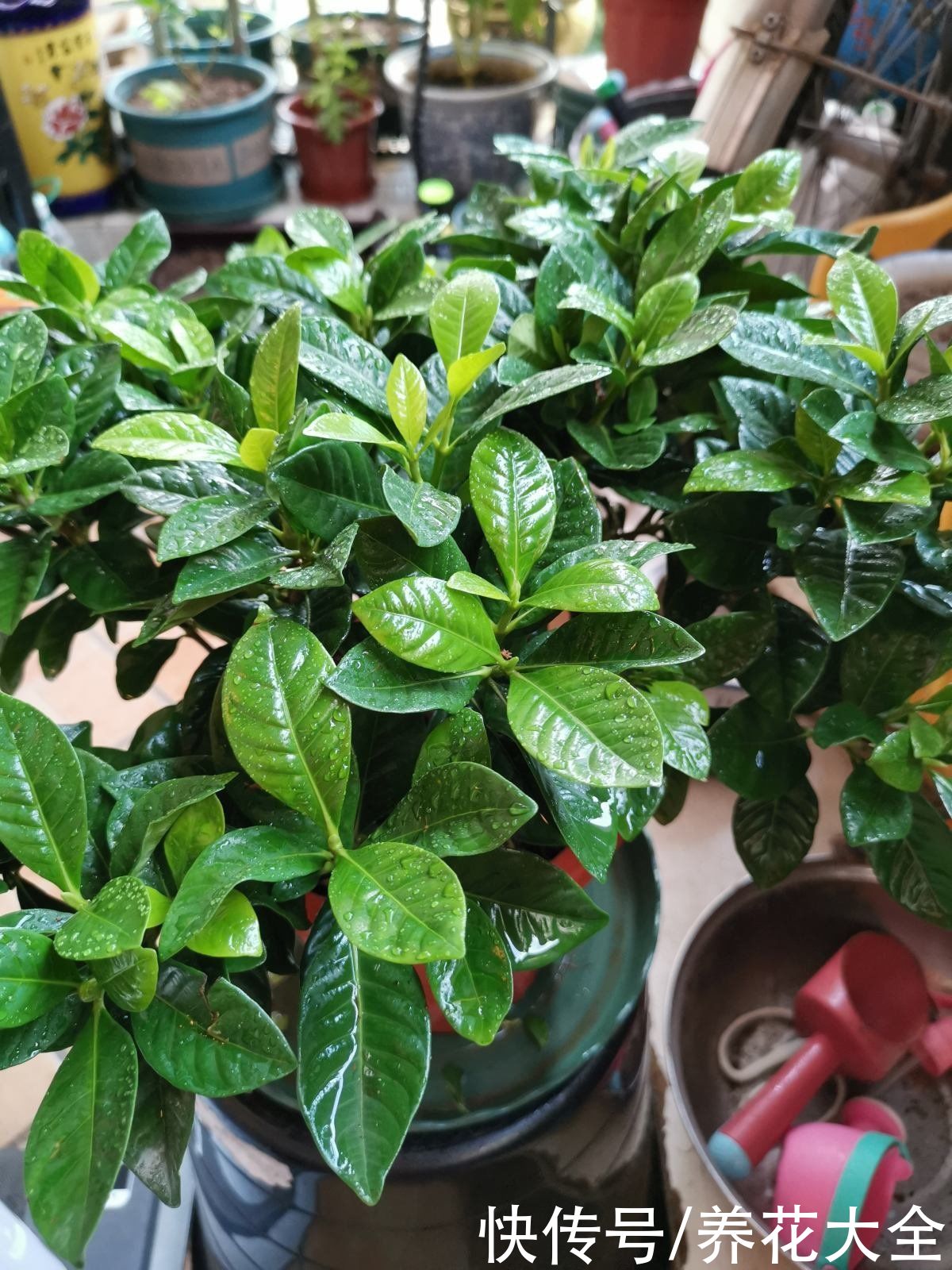  浇水过量|养花烂根不光浇水太多，其实有4个原因，对症下药是关键