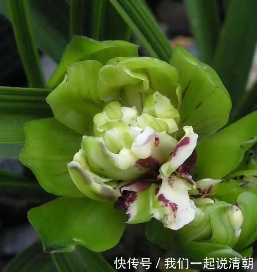 普草|此兰花获奖无数,以前万元一苗,现跌成普草,花型罕见,香味扑鼻