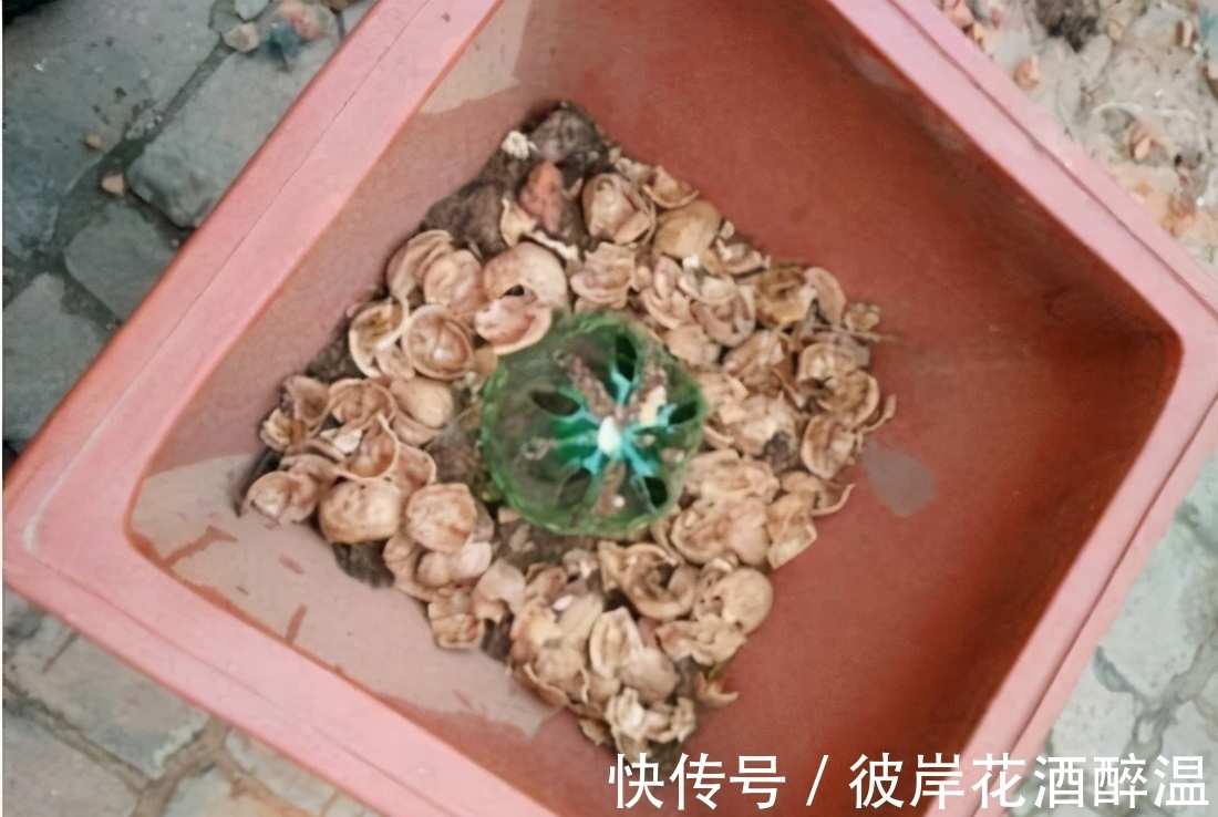 家里3样废渣,不要扔,在养花人眼里是宝贝