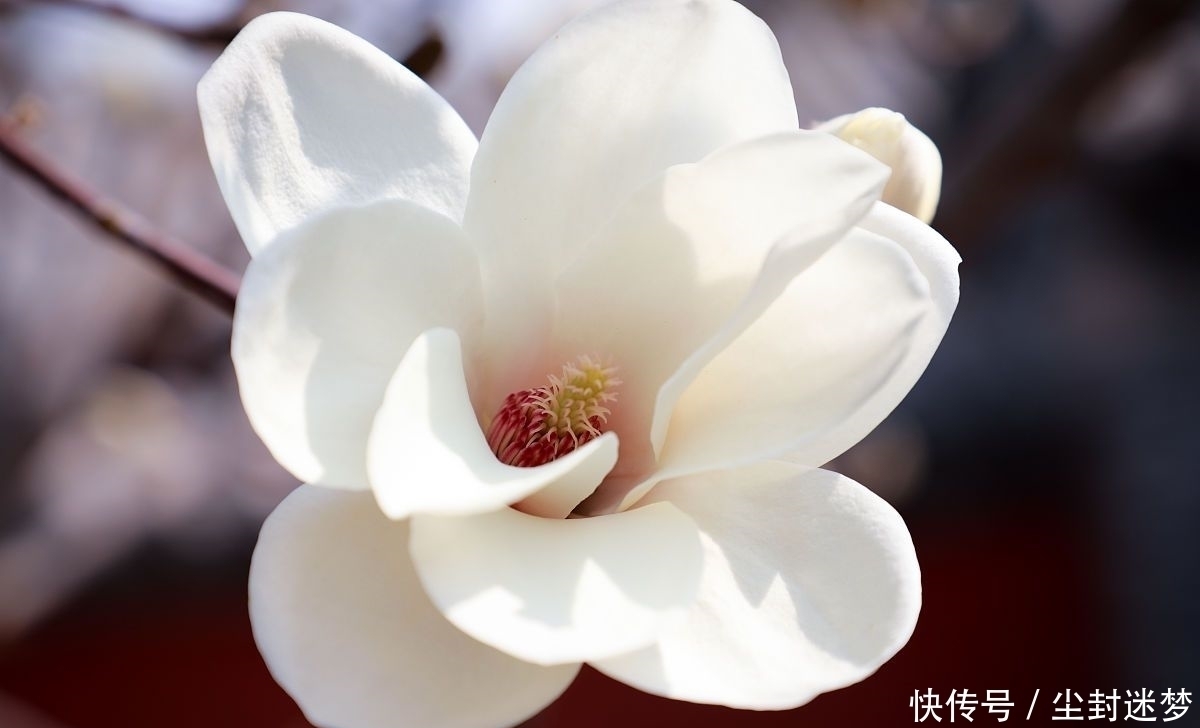 春暖花开|4种年宵花,盆栽美丽、插花诗意,高端大气春暖花开、幸福四季