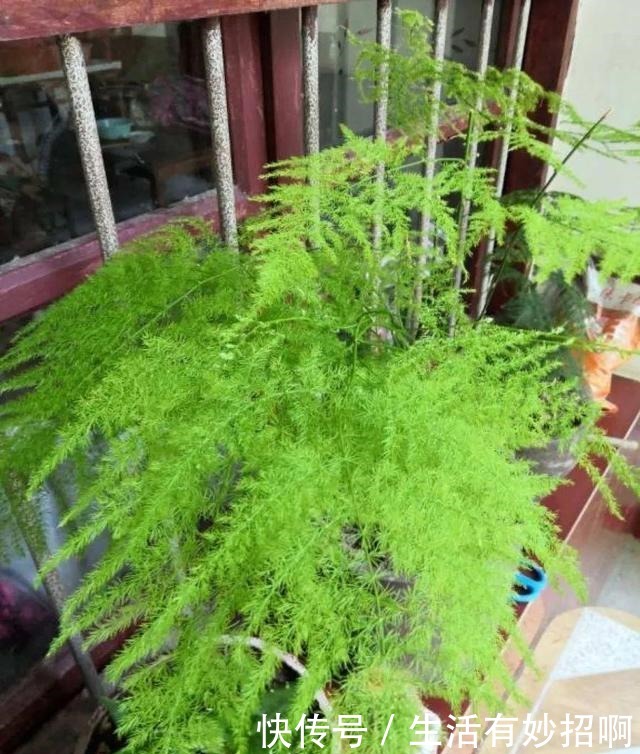 10种花,春天不能晒,躲屋里最安全!10种花,春天不能晒,躲屋里最安全!