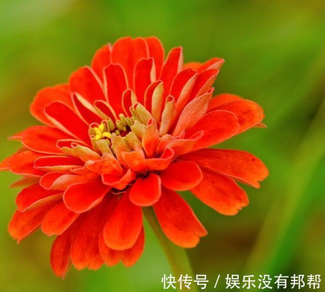 波斯菊|现在遇到5种花,请绕道走,管不住手就上当了