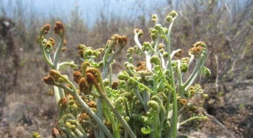 农村|此种“杂草”曾满山都是，被称为野菜之王，如今野生已难寻，可惜