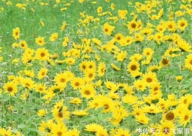 水调歌头|水调歌头华夏缅雄才