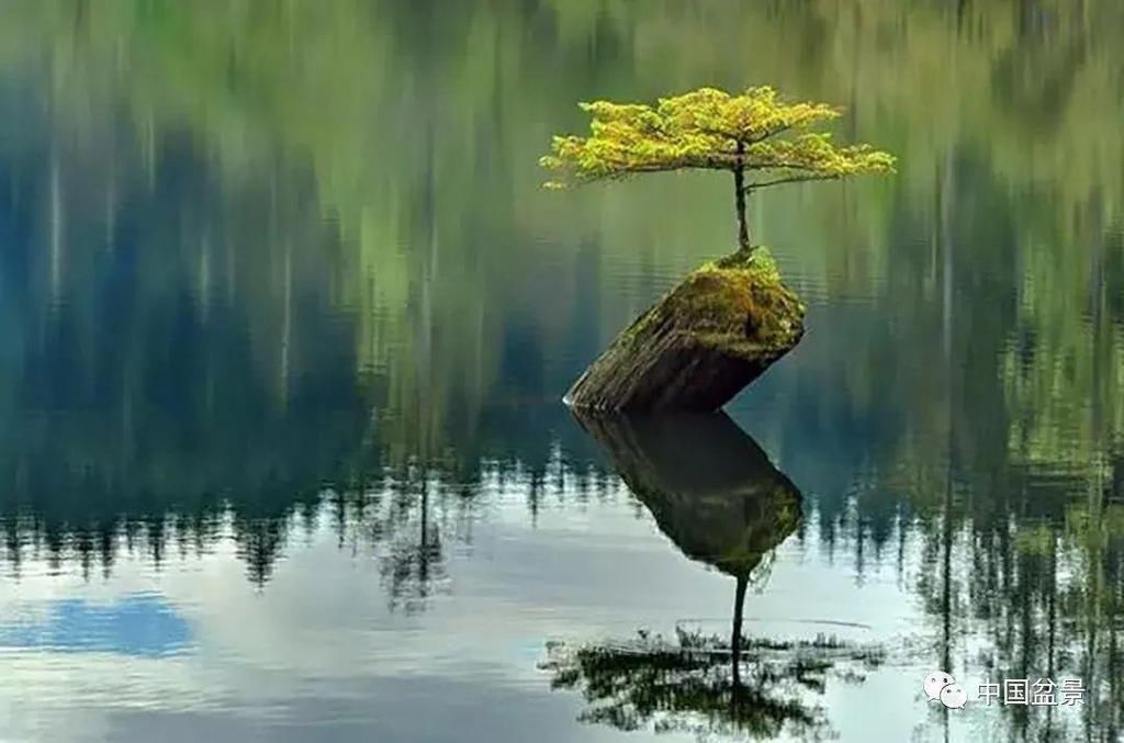 盆景养殖不在多而贵在精，你能养成这样吗？