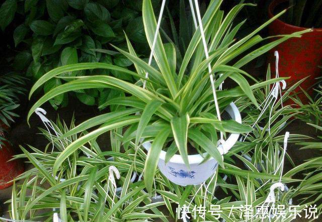 干尖|这3种花养久了要“换盆”,老根旧根修剪掉,干尖黄叶都不来