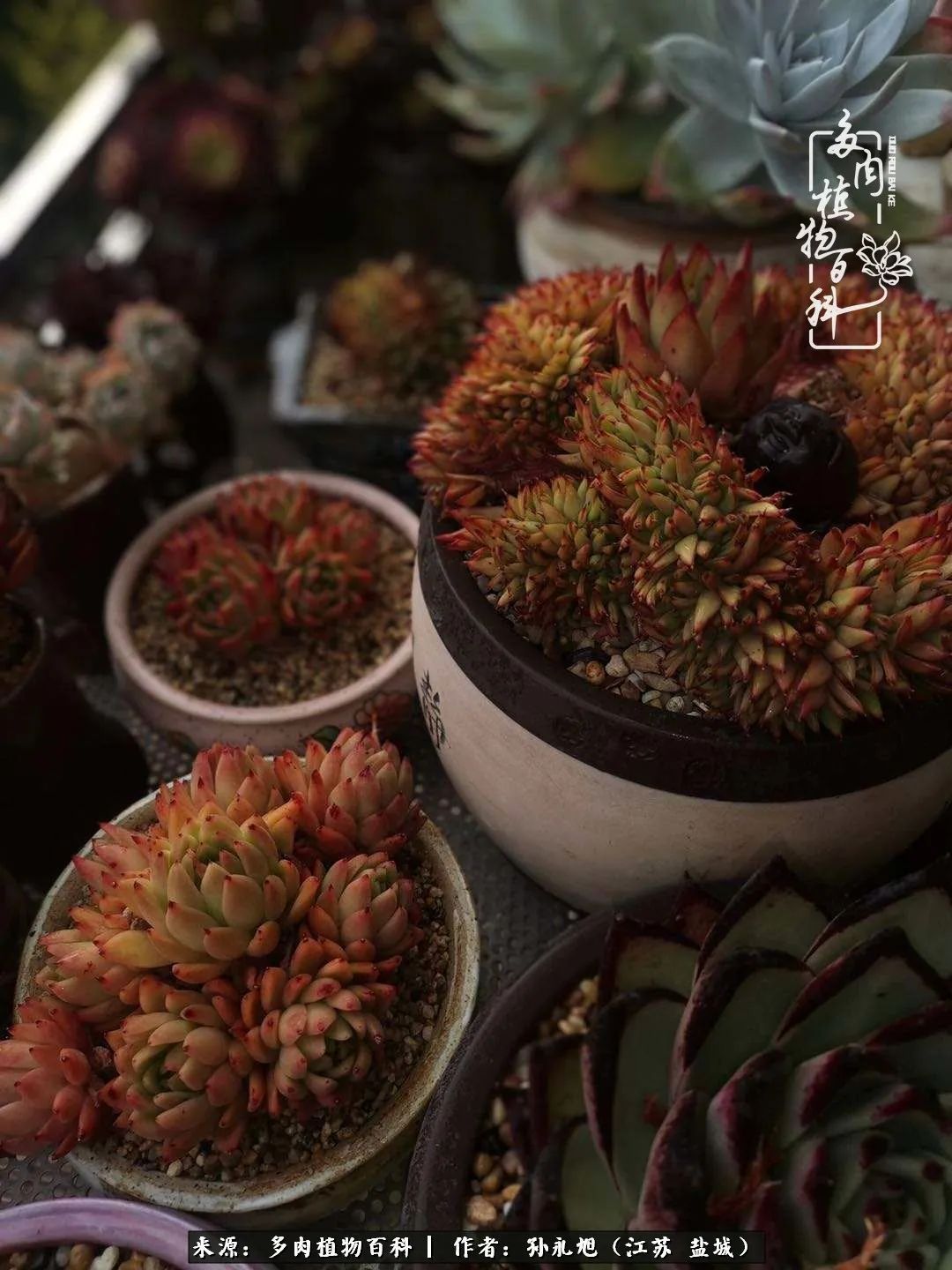 养多肉三年多九万里悟道，终归诗酒田园！