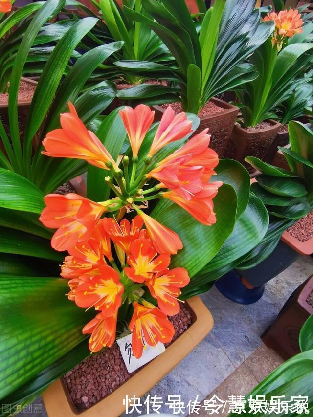 光照|君子兰催花实操经验,现在行动,一个月后就冒花箭