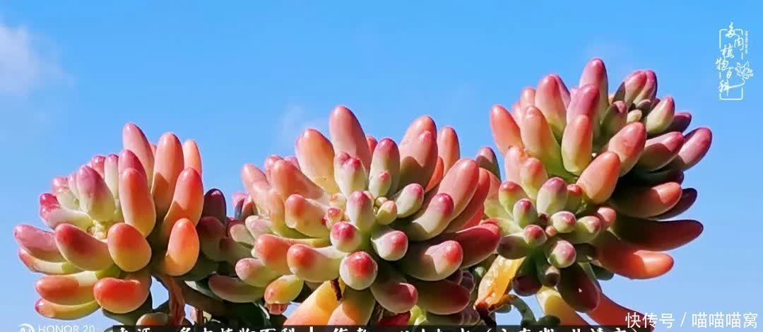 多肉|你是爱,是暖,是希望,你是人间四月天!