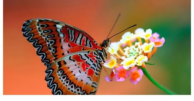 莲塘浮生|小说《莲塘浮生》连载（76）媒人帮由刷骗来个黄花闺女