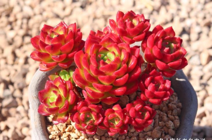 多肉|多肉蒂亚徒长夏天也能砍头,但要注意这四个细节才能成功爆侧芽