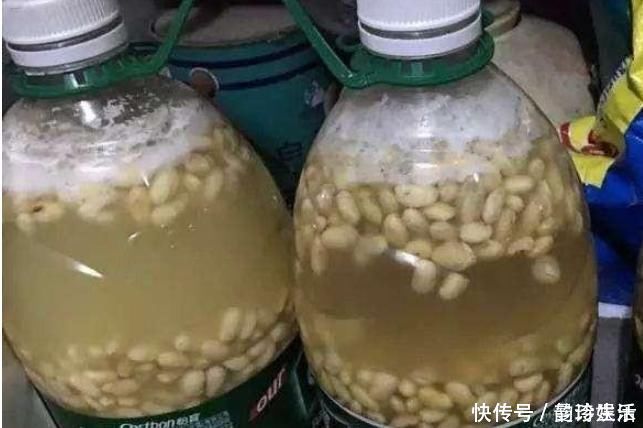 小技巧|黄豆、豆渣养花有“技巧”，这样处理一下，效果比花肥强，很实用