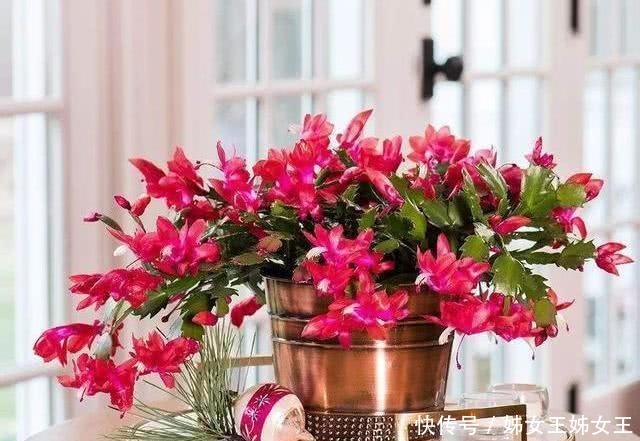 枝繁叶茂|磷酸二氢钾，喷叶子好还是灌根好看一眼就能明白，别弄错了！