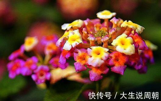 4种花漂亮又好养,一年多次开花,花香四溢,优雅迷人