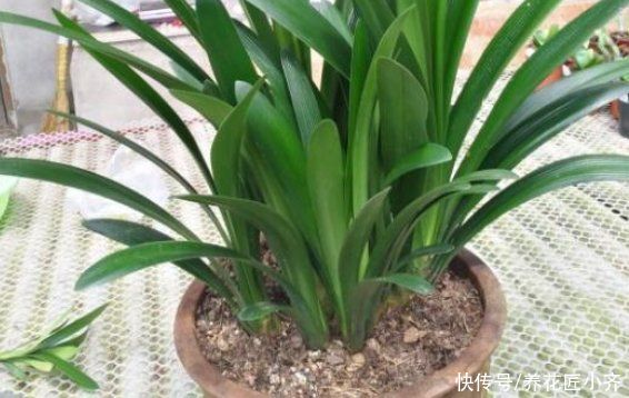 浇水|君子兰烂心怎么办？这是不可逆的，只要救治合理，就能变成群兰