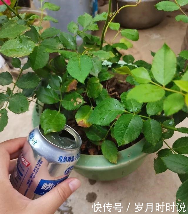 它是天然叶面肥,一擦一喷,叶子比打了蜡还亮!