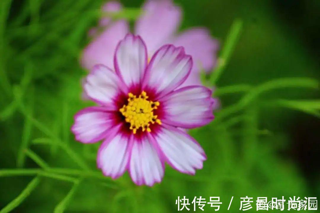 7种花最干净，门口、窗台放一盆，蚊虫不敢靠近！