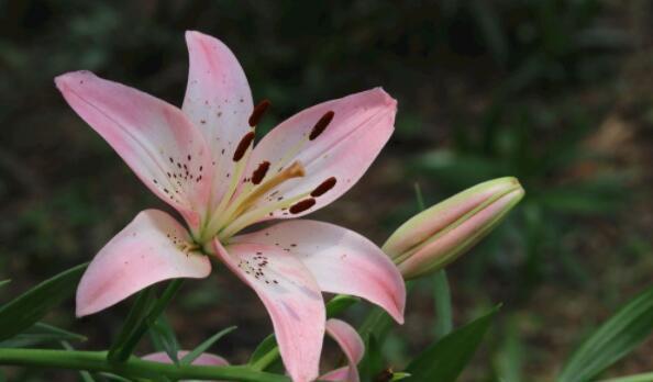家养几款植物，阳台开出花海，妖艳妖娆，烂漫迷人眼
