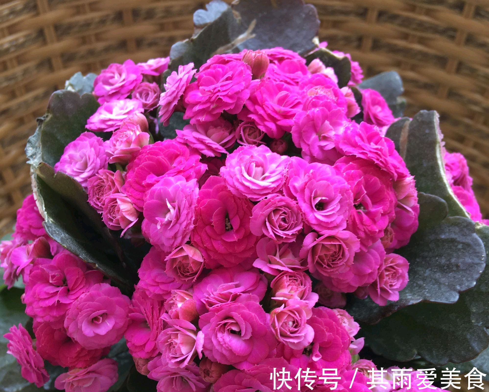 遮光的长寿花催花成功了吗？一起开袋检查，花苞一串串