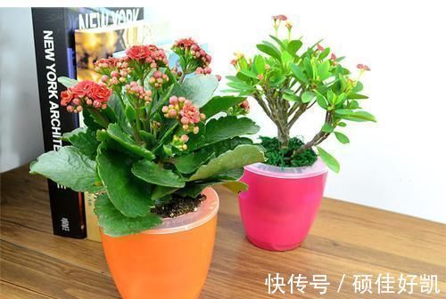 卧室|将这些植物养殖在卧室里面,让你一觉睡到大天亮!