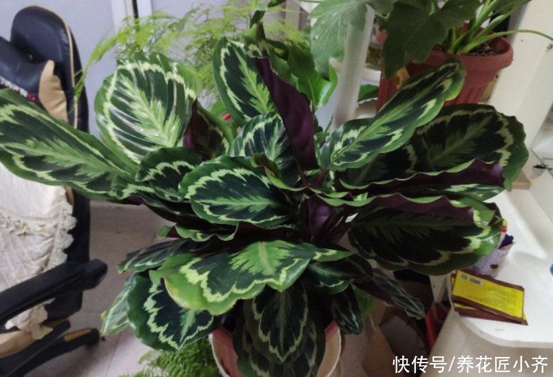 土壤|夏天的盆栽容易打蔫,发现不要着急浇水,否则会严重伤根