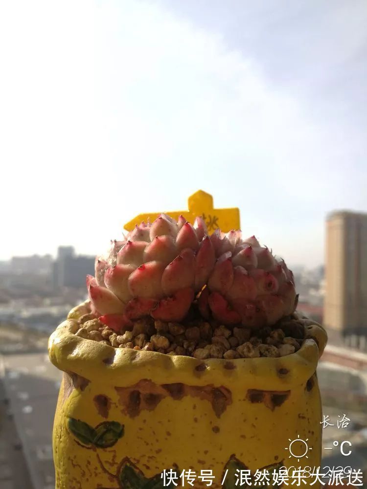 蚧壳虫|为肉痴狂!多肉植物也会用最美的容颜报答我们的勤劳付出!