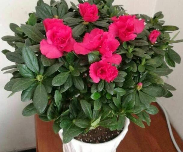 养茶花、杜鹃花,不懂得这4方面需求,盆栽成活、开花难度极高