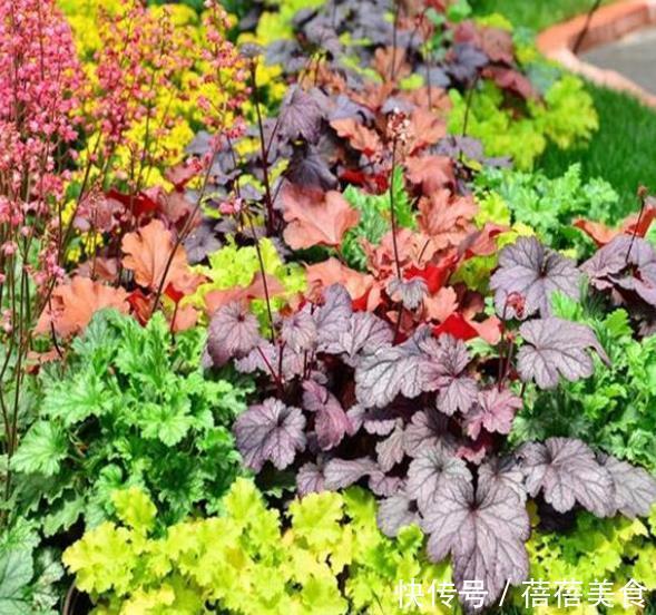 叶片|6款花现在养一盆正当时,价格便宜好养护,春节前后开满花