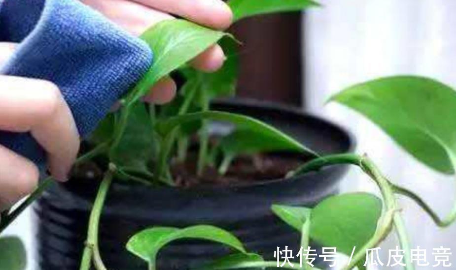 养花常见的5个误区，难怪花花养一盆死一盆，你中了几招？