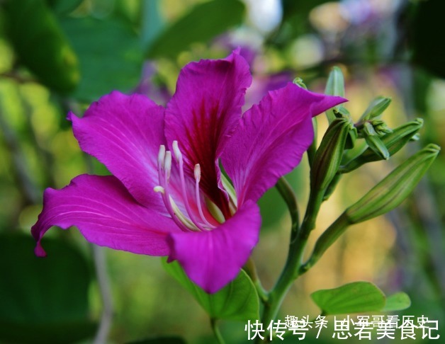 此花硕大而艳丽,叶如牛、似羊蹄,十分的奇特,有骨肉相连的寓意