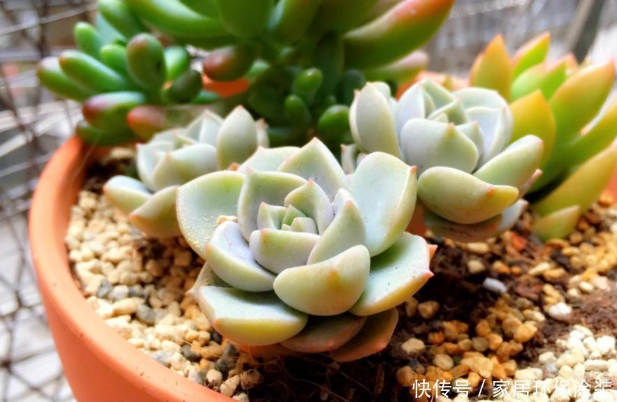 光照|闷养多肉叶子无光?拿出去这么晒,1周就变成好看的糖果色