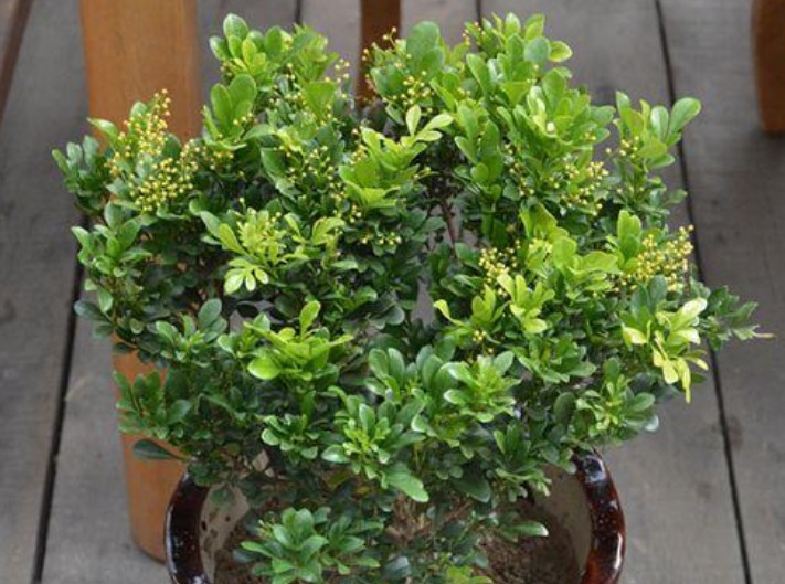 栀子花|养花高手都在养这6种花，四季开花非常美，最后3种“香味”足