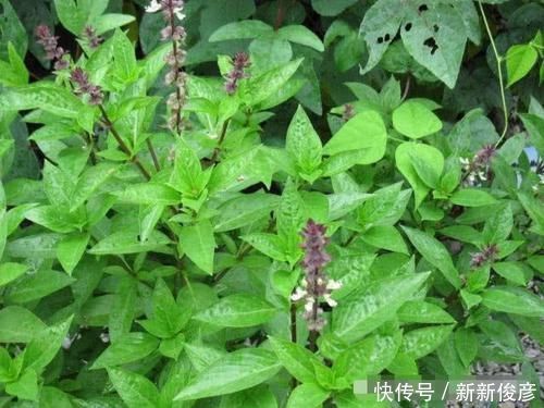 农村这种野菜长得不起眼，李时珍却叫它“金不换”