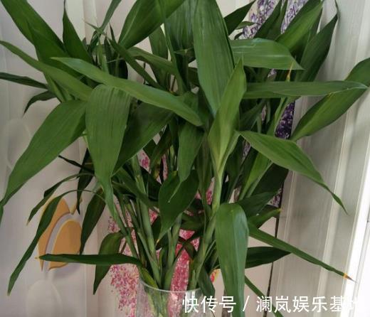 阳台上|3种“转运”树,再贵也要买1盆,放在客厅,有“保安康”的寓意!