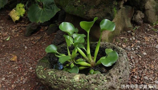 根部|水培养花真方便,缺营养滴营养液,平日只换水就行了,不信就试试