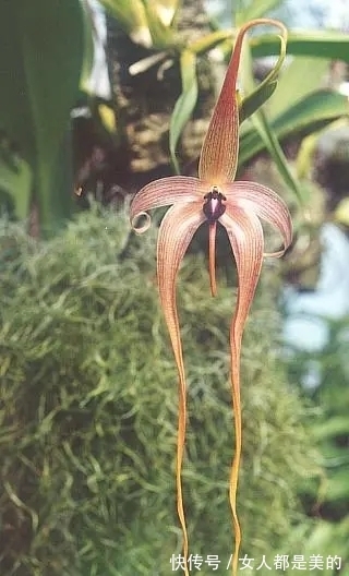 棘唇石豆兰|好丑!好臭!你没看错,我说的是兰花