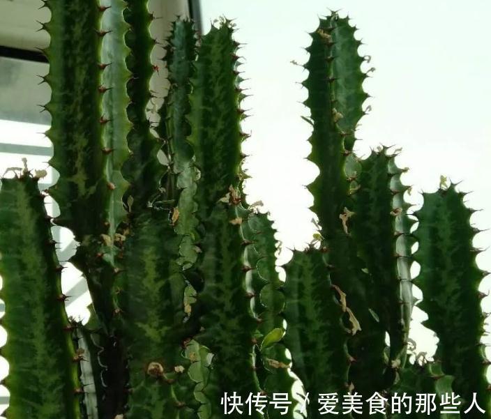 霸气的龙骨出状况,直接砍头扦插,还能促生成塔型,可谓一举多得