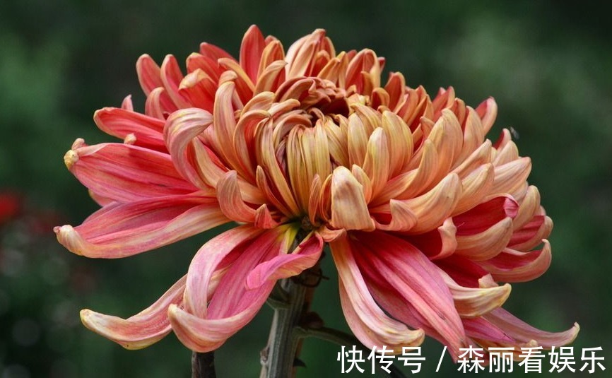 阴历|阴历哪几月出生的女人,长得漂亮,知书达理,娶到就是福气