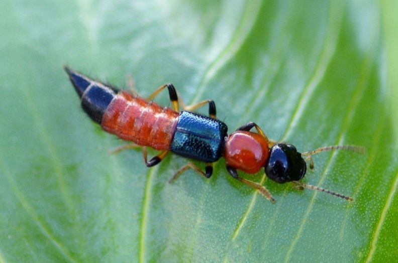 ph值|6岁男孩只因惹了这个小家伙脸部皮肤溃烂。麻烦就在“举手之间”