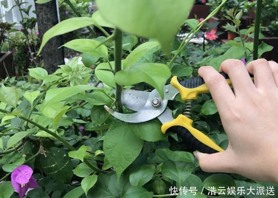 早秋,盆栽三角梅开花数量少了、个头小了怎么办抓牢4点足以