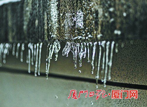 冰花|登山赏雨凇玩“冰花”！厦门岛外这个村化身梦幻冰雪世界