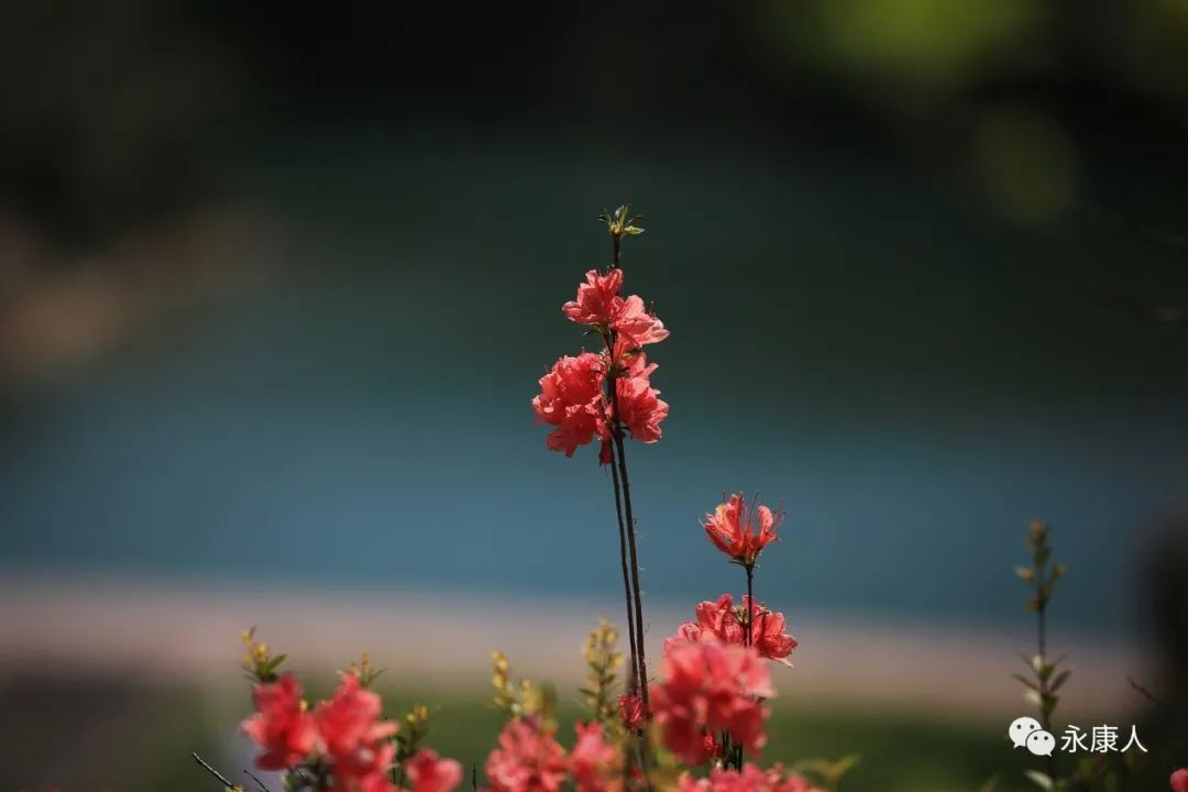 杜鹃花霸屏！永康这个地方的杜鹃花浓郁绽放