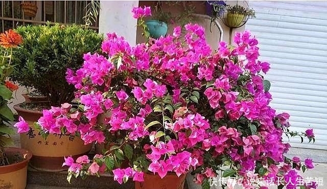 长春花|六月逛花市,看到几种便宜花,喜欢的可以入手,超级爱开花