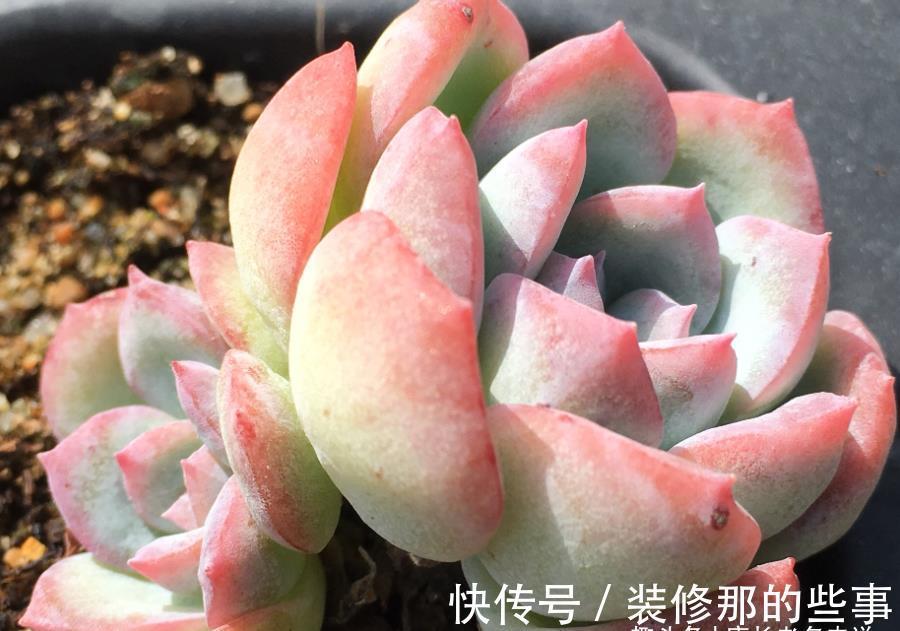 莎莎|多肉莎莎女王——别人家的莎莎是女王，为啥你家的莎莎却像丫鬟？
