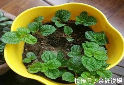 朱蕉朱蕉|家里吸烟的人太多不怕,室内盆栽上它,二手烟不再是健康克星