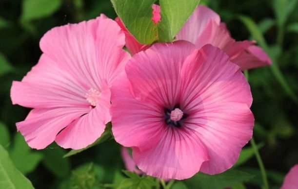 夏天养此款花卉,不怕冷、不怕热,开花漂亮花期长!