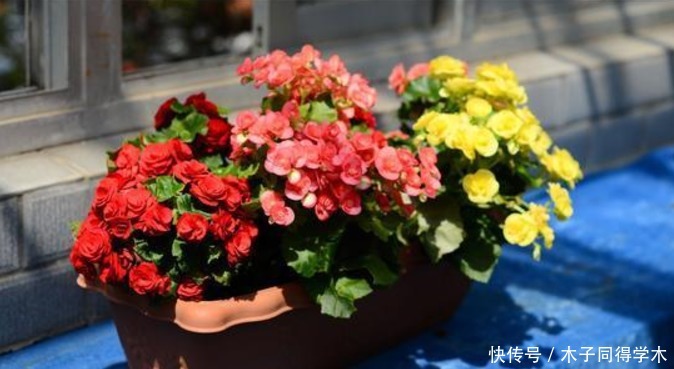 春天养“勤花”，盆栽此3样，照顾到“重点”，四季开不停